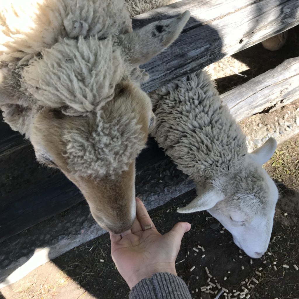 餌を食べている２匹の羊