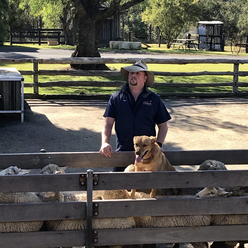 羊の上に乗った犬とその後ろに立っている男性