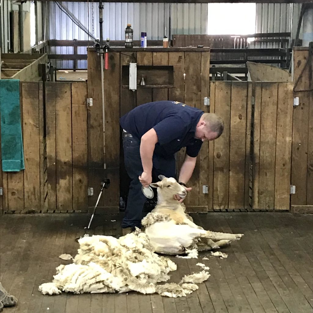 羊の毛を刈っている男性