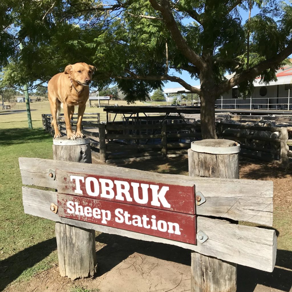 トブロック・シドニーの看板とその上に立つ犬