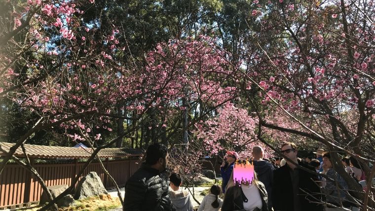 桜を鑑賞している人たち
