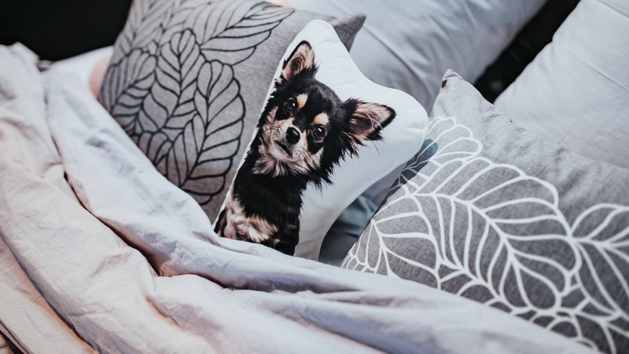 Pillow with a dog on it