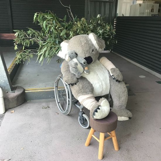 車椅子に乗ったコアラのぬいぐるみ